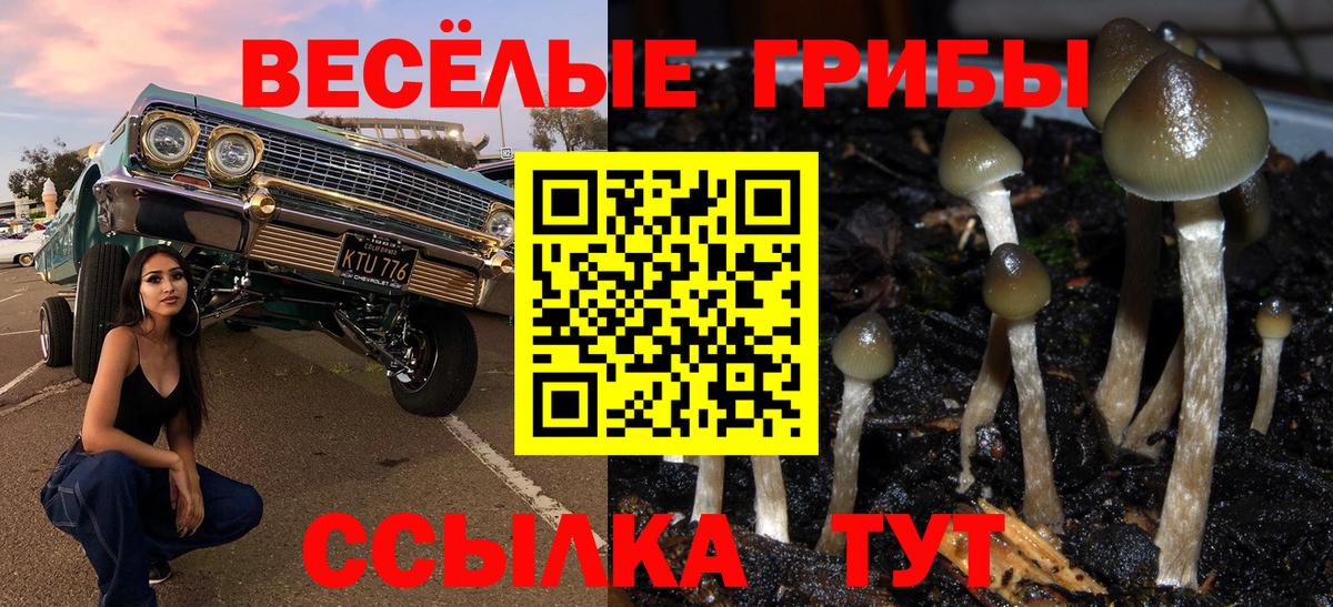 купить   Галлюциногенные грибы Psilocybine cubensis  Вход с VPN  Гай 